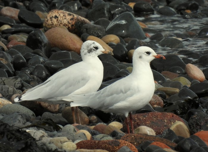 Mediterranean Gull