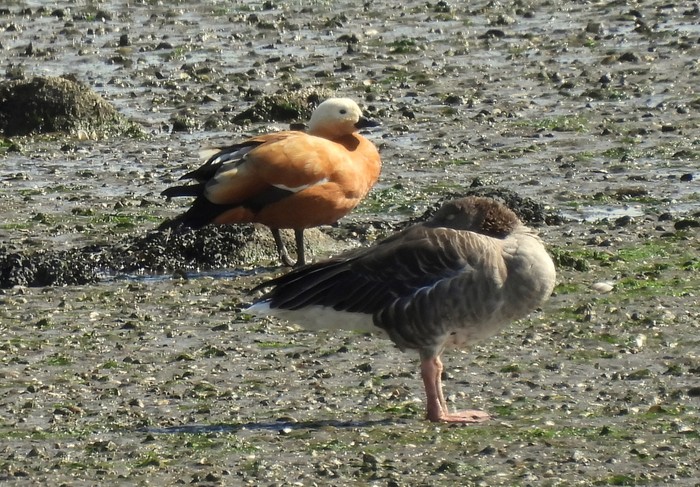 Ruddy Shelduck