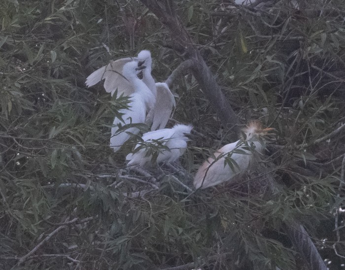 Cattle Egret