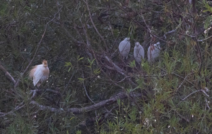 Cattle Egret