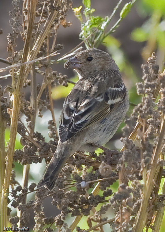 Common Rosefinch