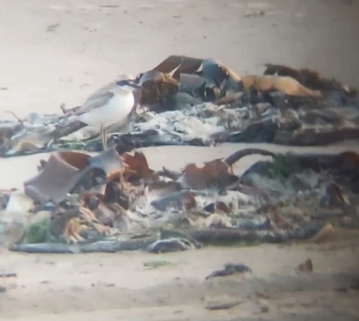 Greater Sand Plover