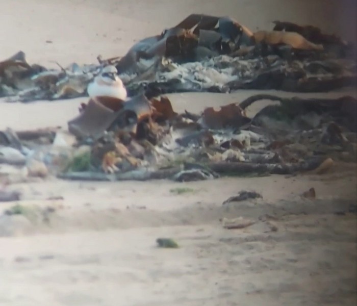 Greater Sand Plover