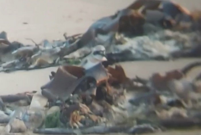 Greater Sand Plover