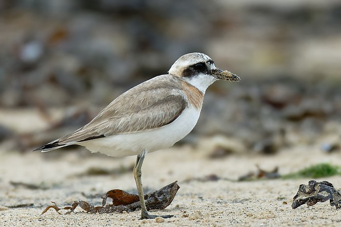 Greater Sand Plover