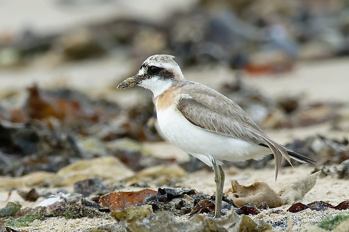 Greater Sand Plover