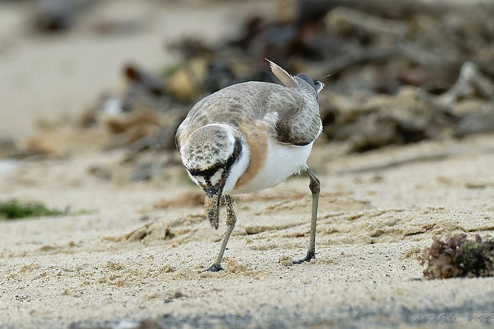 Greater Sand Plover