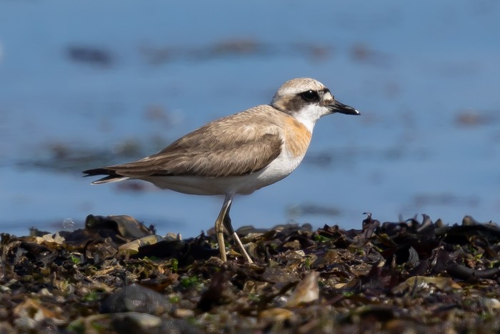 Greater Sand Plover
