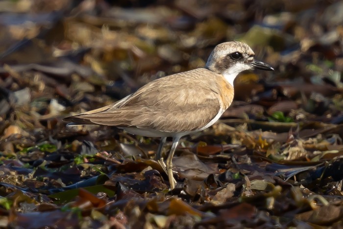 Greater Sand Plover