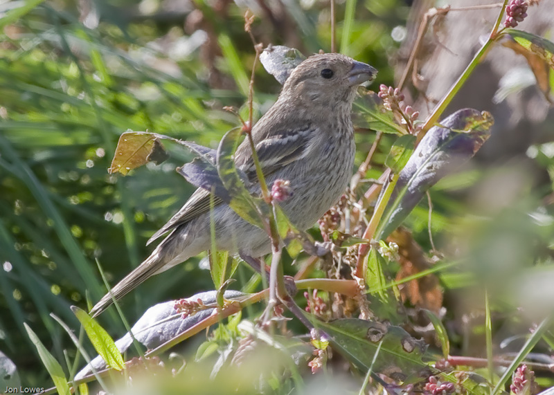 Common Rosefinch