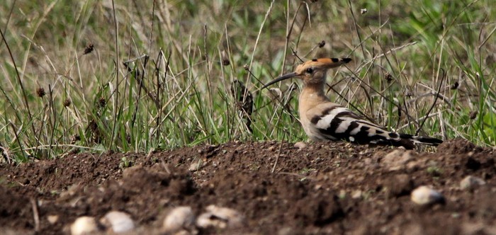 Hoopoe