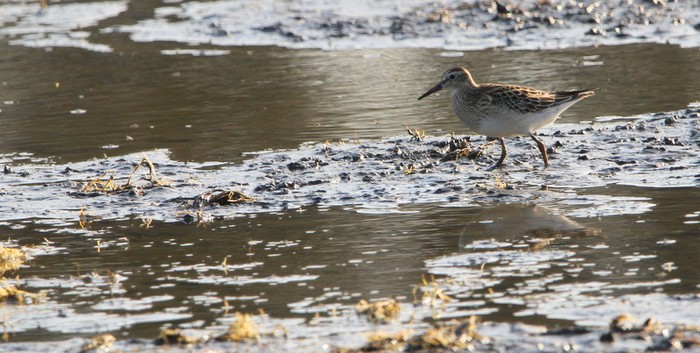 Pectoral Sandpiper