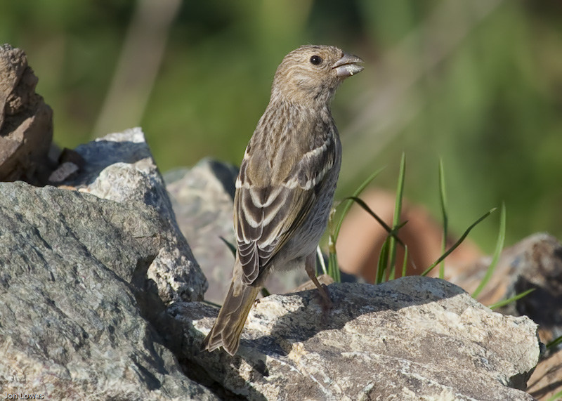Common Rosefinch