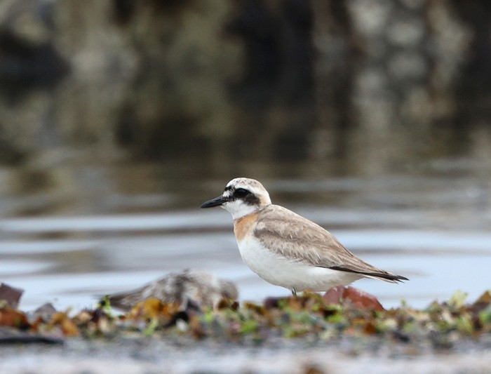 Greater Sand Plover