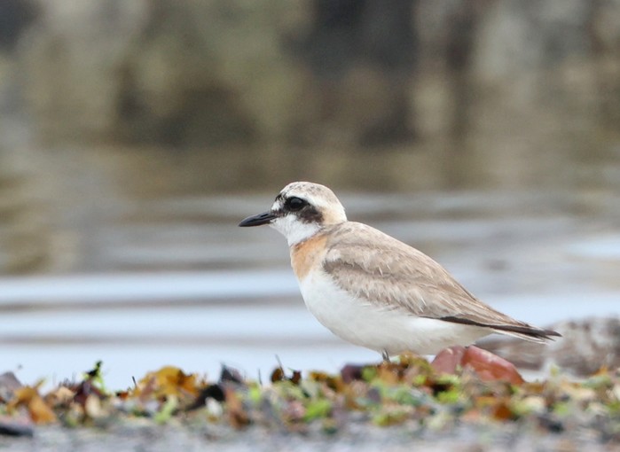 Greater Sand Plover
