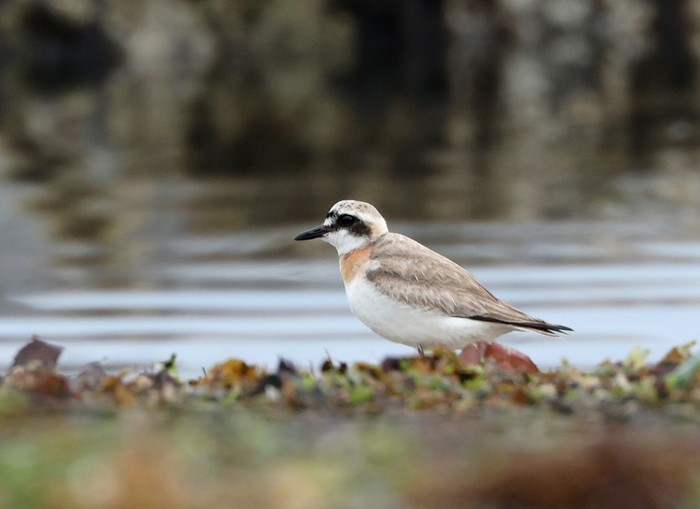 Greater Sand Plover