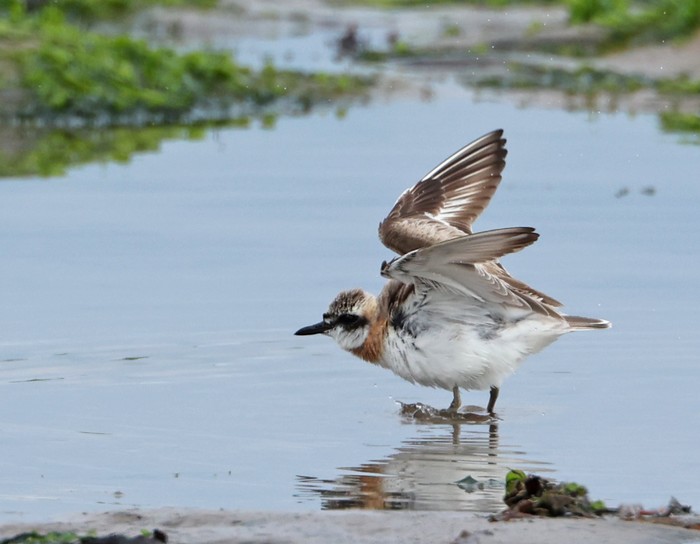 Greater Sand Plover