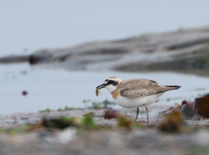 Greater Sand Plover