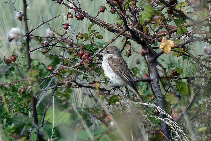 Red-backed Shrike