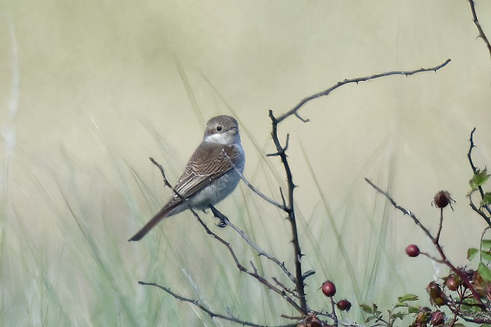 Red-backed Shrike