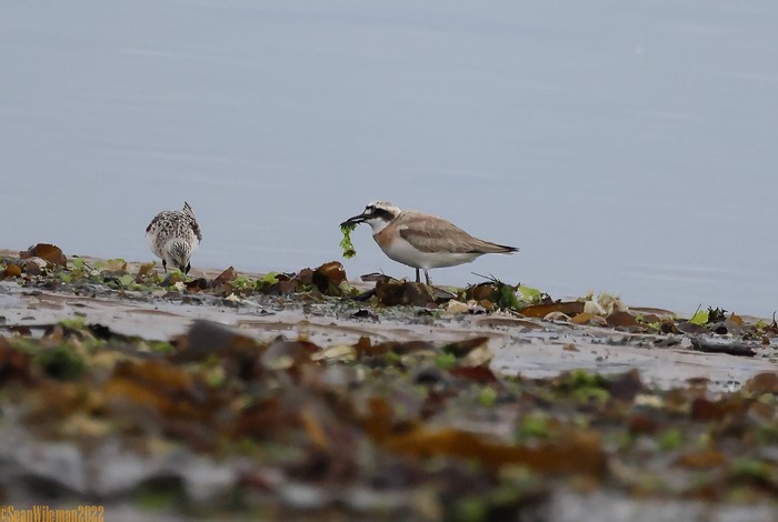 Greater Sand Plover