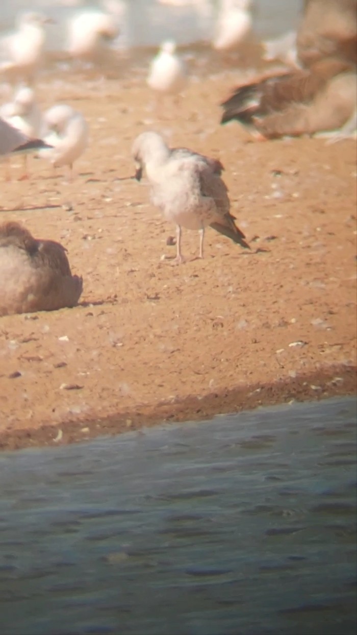 Caspian Gull