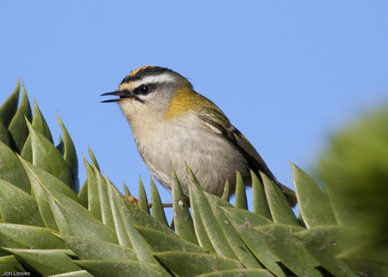 Firecrest