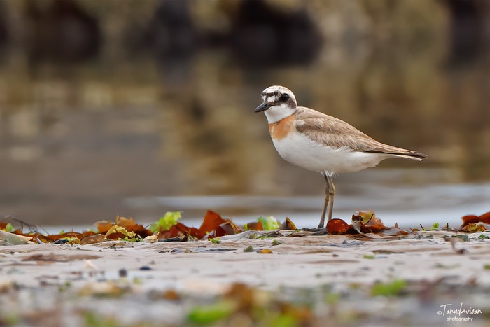 Greater Sand Plover