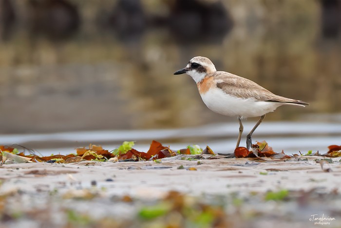 Greater Sand Plover