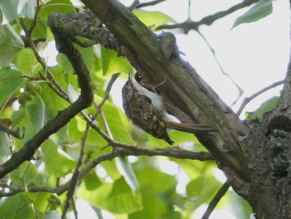 Treecreeper