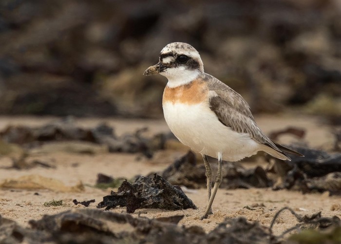Greater Sand Plover