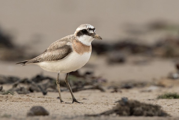Greater Sand Plover
