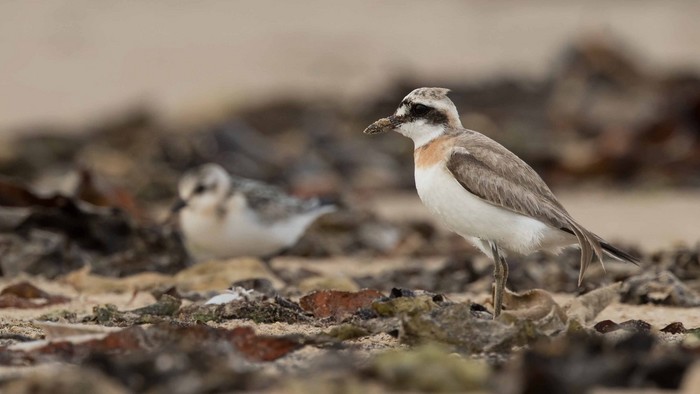 Greater Sand Plover