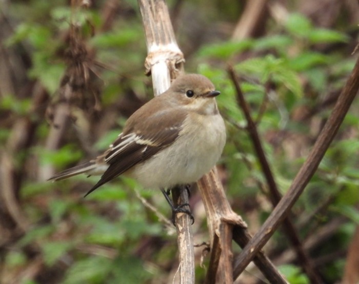 Pied Flycatcher