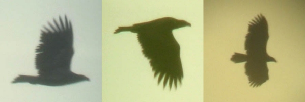 White-tailed Eagle