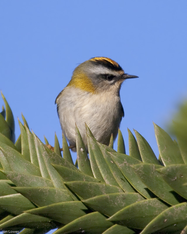 Firecrest