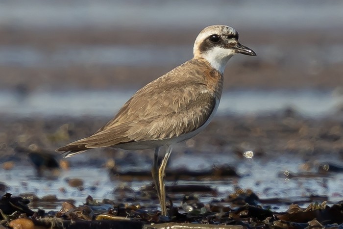 Greater Sand Plover