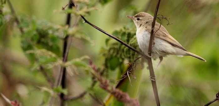 Booted Warbler