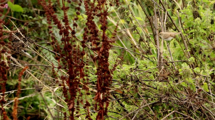Booted Warbler