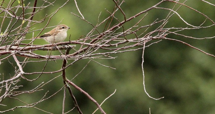 Red-backed Shrike