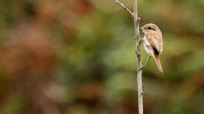 Red-backed Shrike