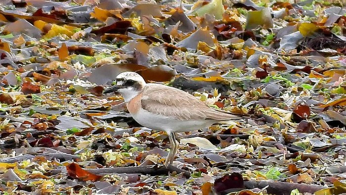 Greater Sand Plover