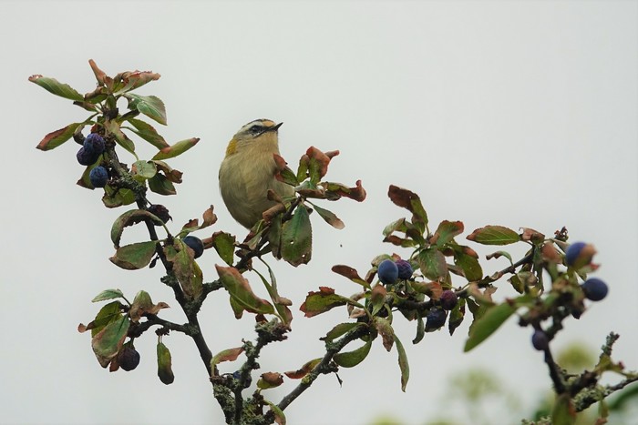 Firecrest