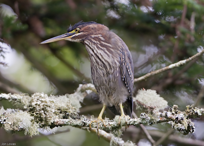 Green Heron