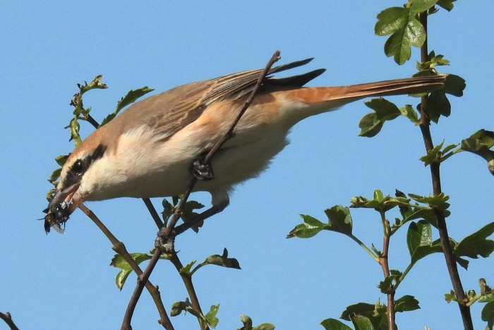 Turkestan Shrike