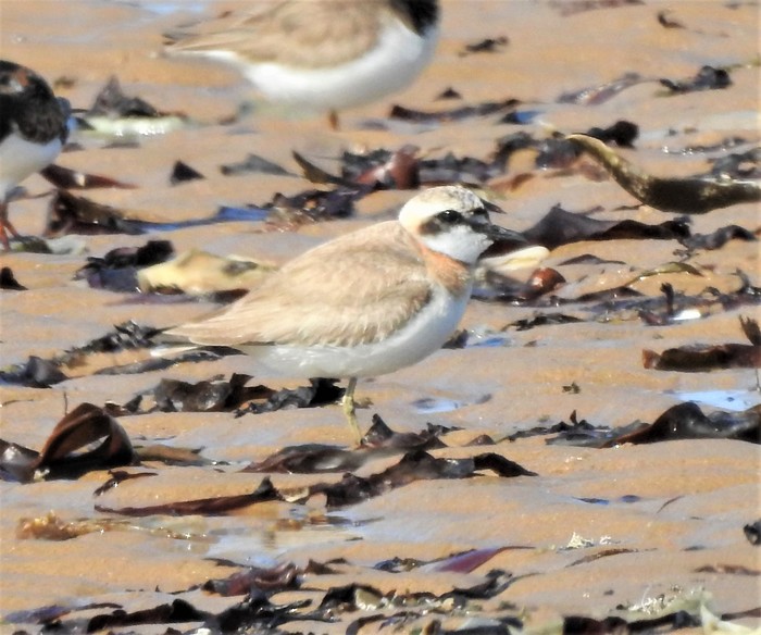 Greater Sand Plover
