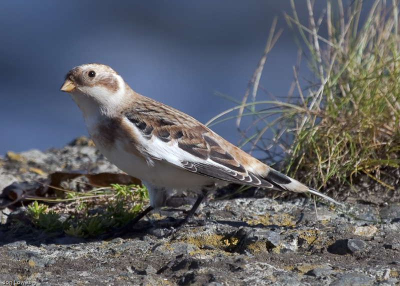 Snow Bunting