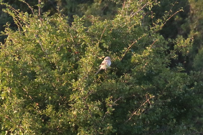 Steppe Grey Shrike