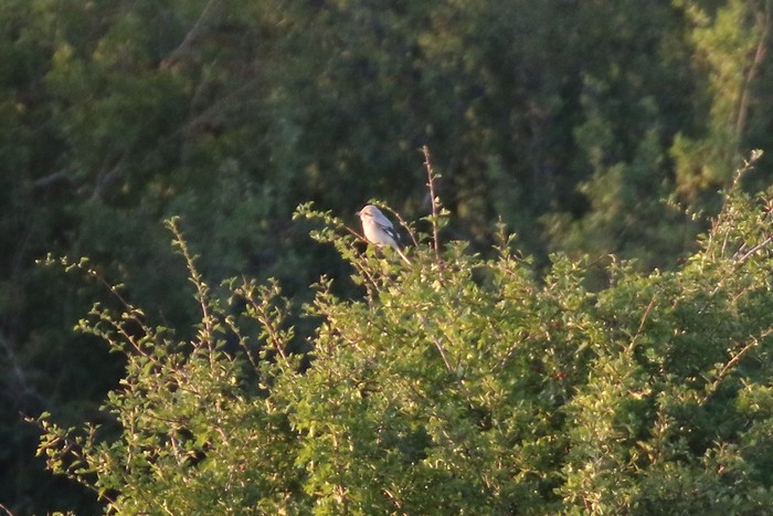Steppe Grey Shrike