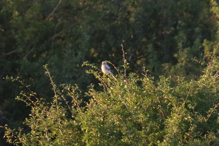 Steppe Grey Shrike
